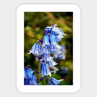 Bluebells Bluebell Spring Flowers Sticker